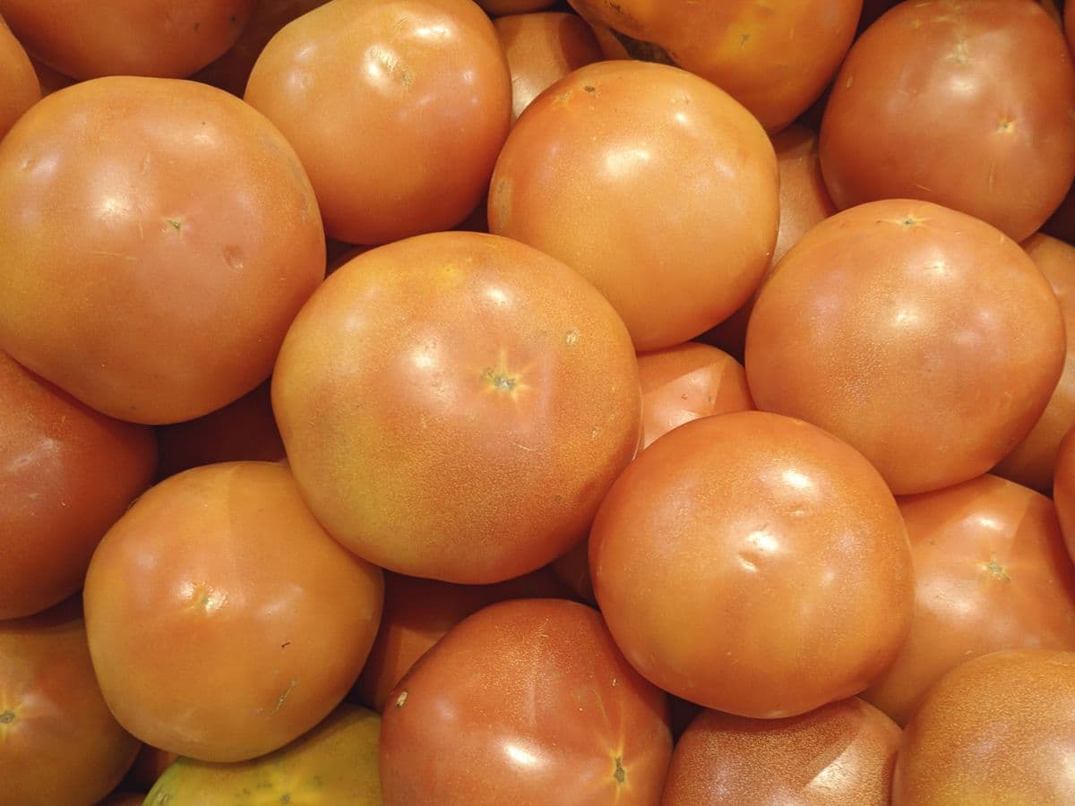 Tomate italiano — caixa